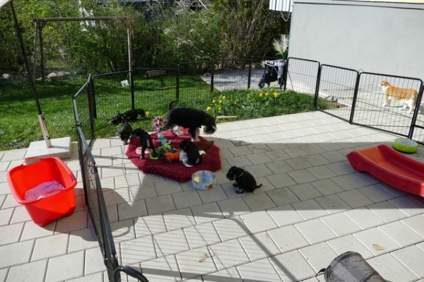 Polly R-Wurf 5 Woche 2025-04-18 001 (12)